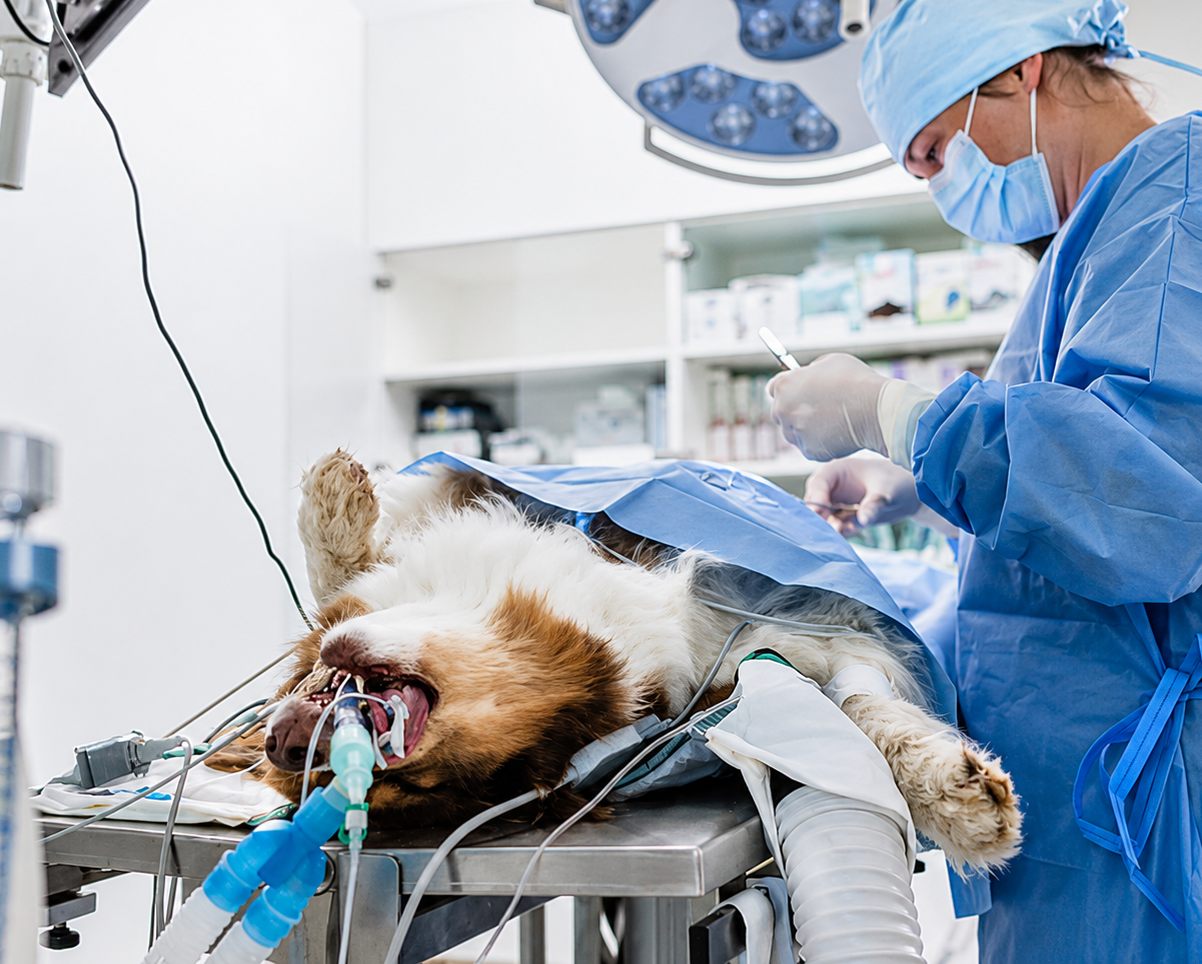 fho surgery in dogs