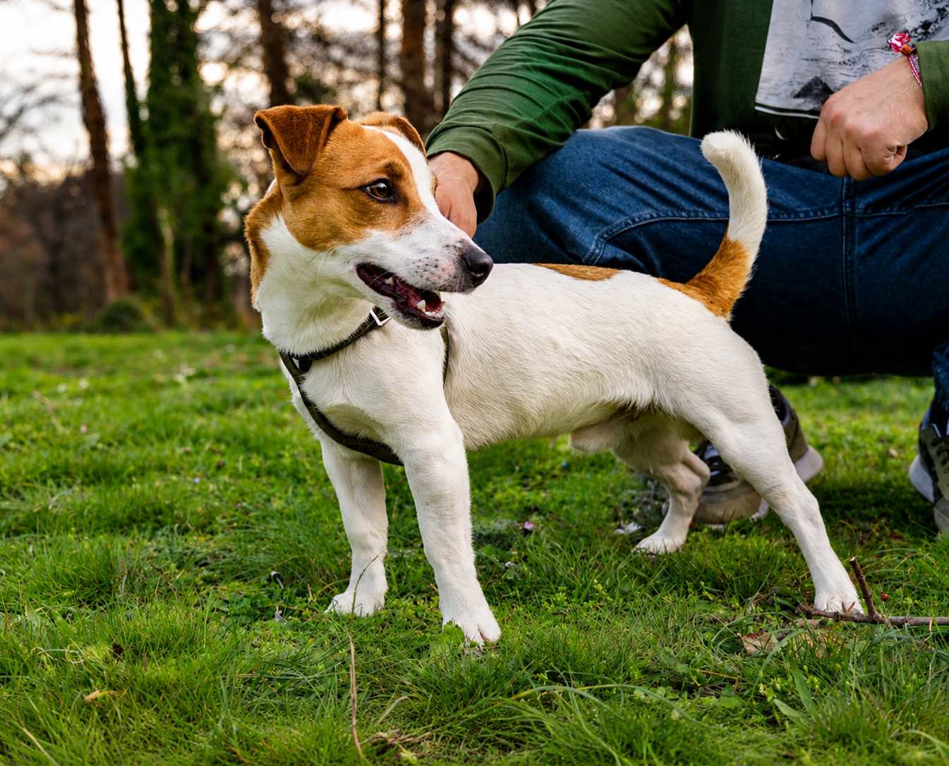 flea and tick prevention for pets