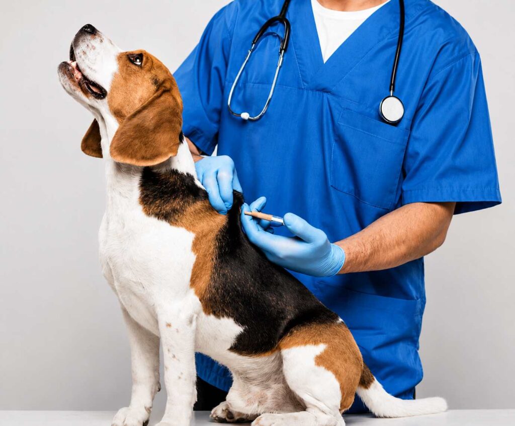 how do pet microchips work
