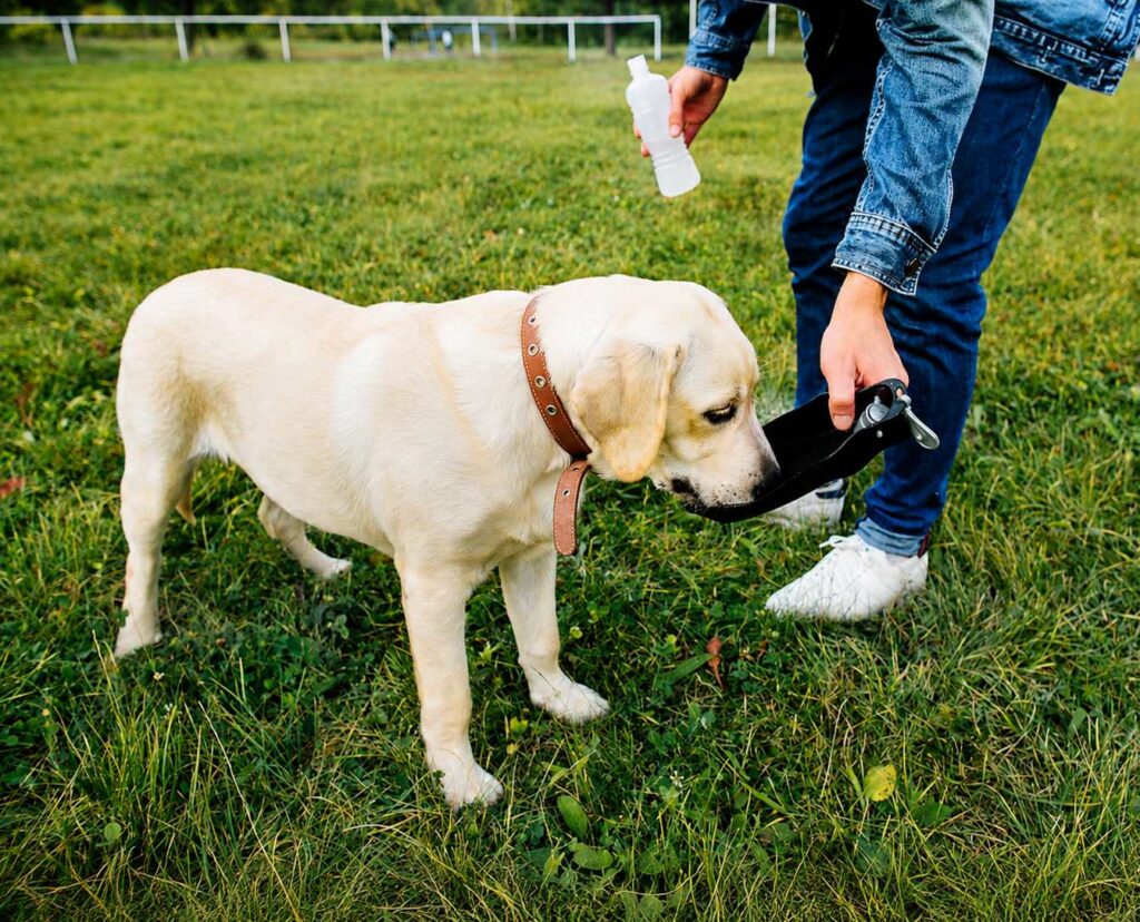 how to prevent ticks and fleas