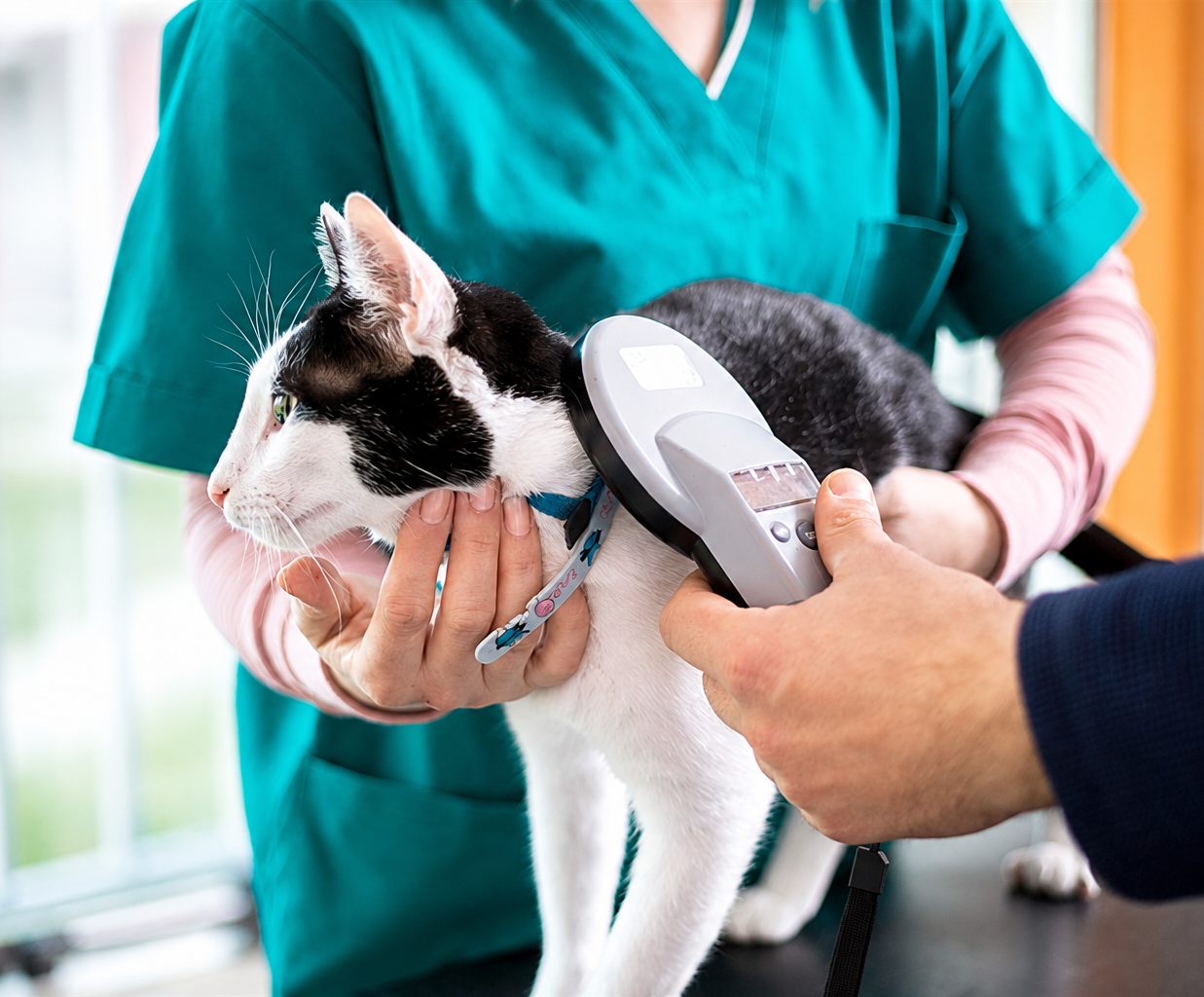 pet microchipping