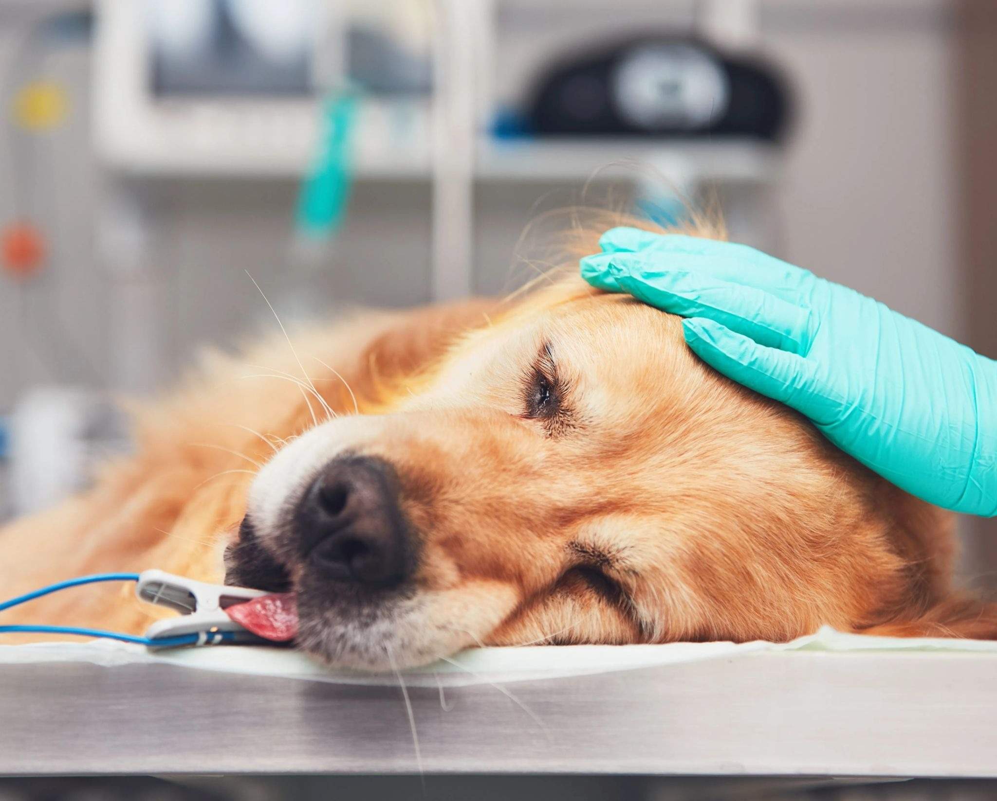 senior pet care
