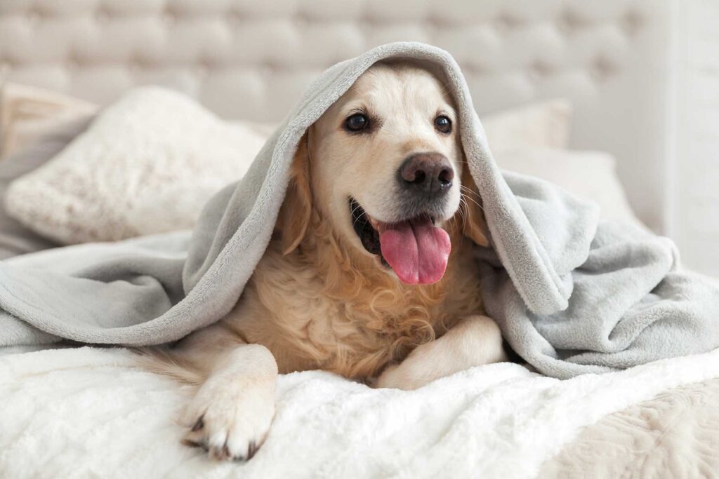 how heartworm prevention protects your dog's heart health
