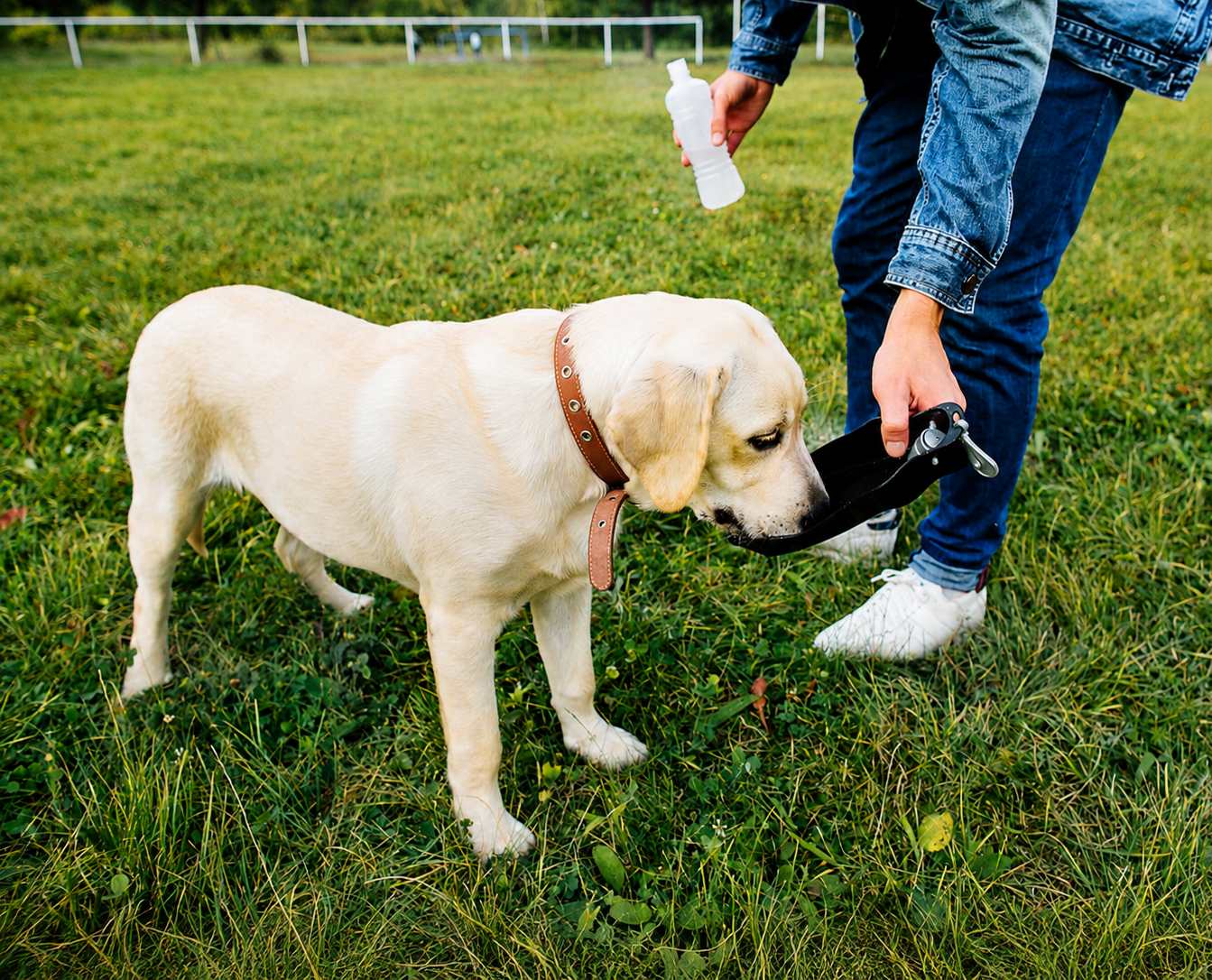 how to prevent ticks and fleas