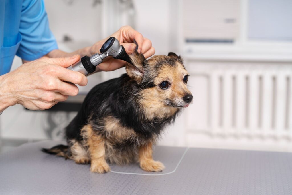 what causes ear infections in dogs