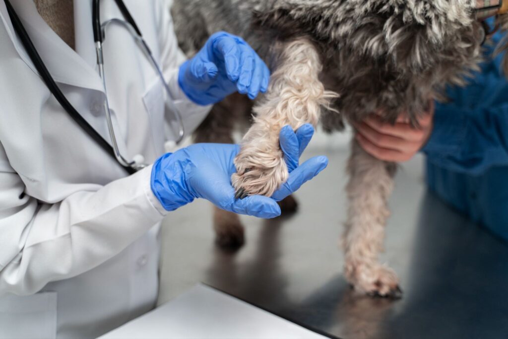 what is acl surgery for dogs